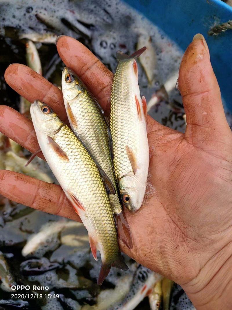 赤眼鳟鱼苗生长快、适应性强、食性杂、名贵鱼类
