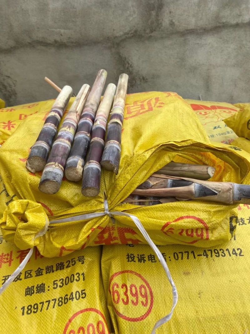 广西黑皮甘蔗种苗！大量出售。