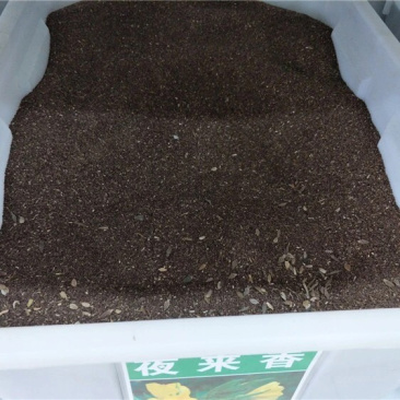 夜来香花种子盆栽阳台夜香花月见草种子花卉种子驱蚊