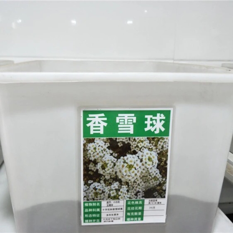 香雪球花种子庭院公园绿化带多年生地被矮生耐寒花卉植物盆栽
