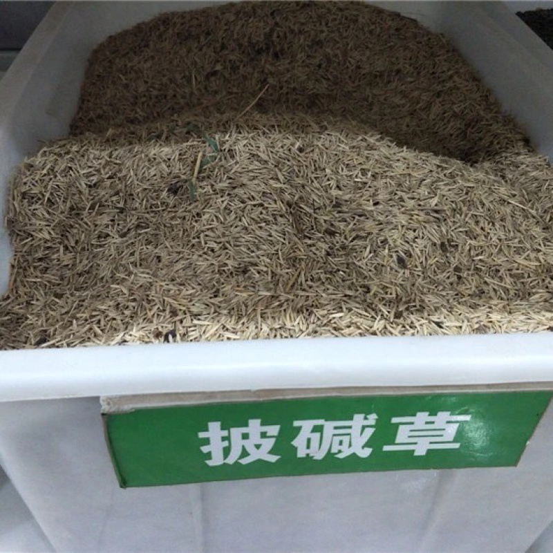 披碱草种子草种籽直穗大麦草野麦草特耐寒抗旱治理风沙漠