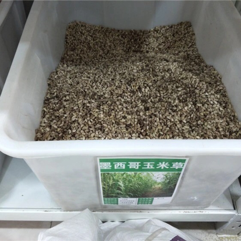 墨西哥玉米草种子阔叶大刍草畜禽牧草籽猪牛羊鸡鸭鹅鱼兔