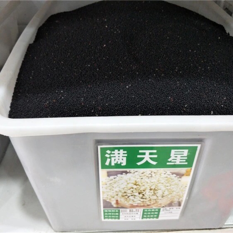 满天星种子满天星四季开花草籽易活净化空气盆栽植物