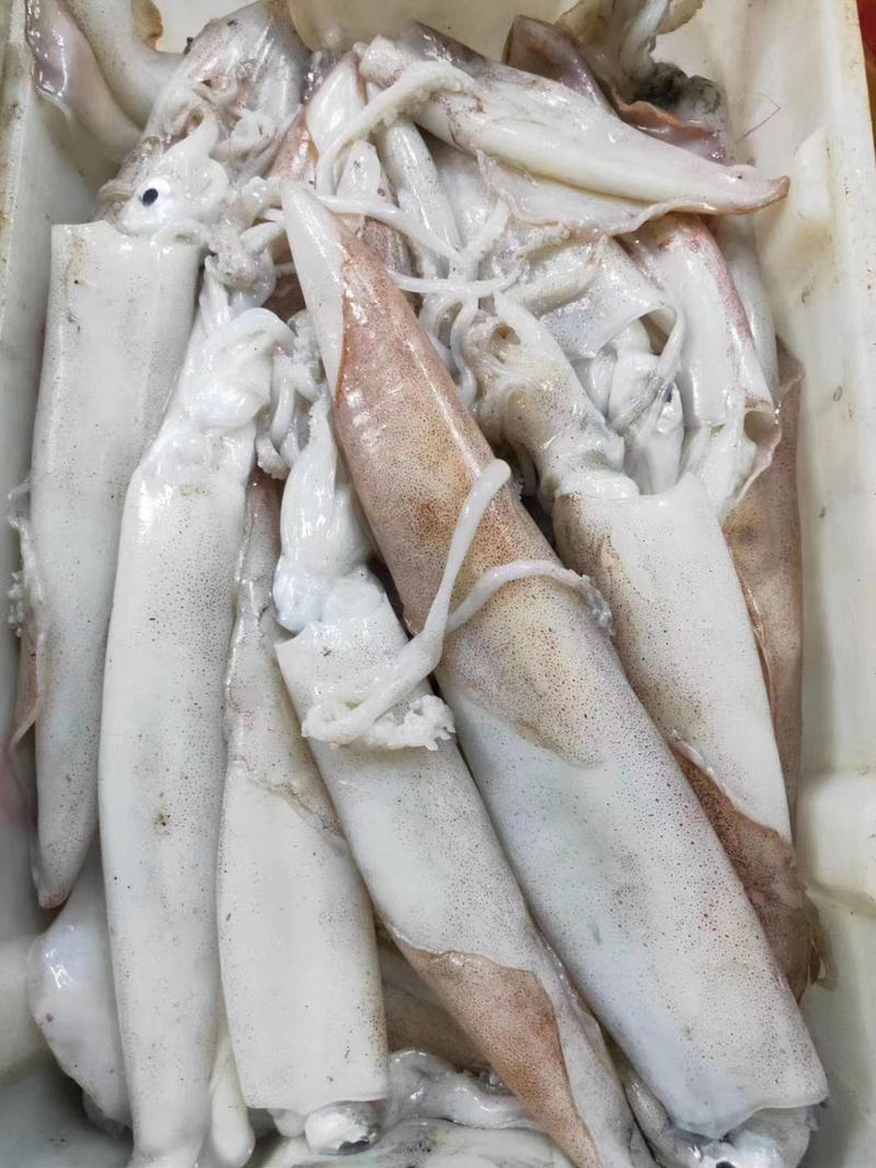 博贺港：鲜冻长简鱿鱼。