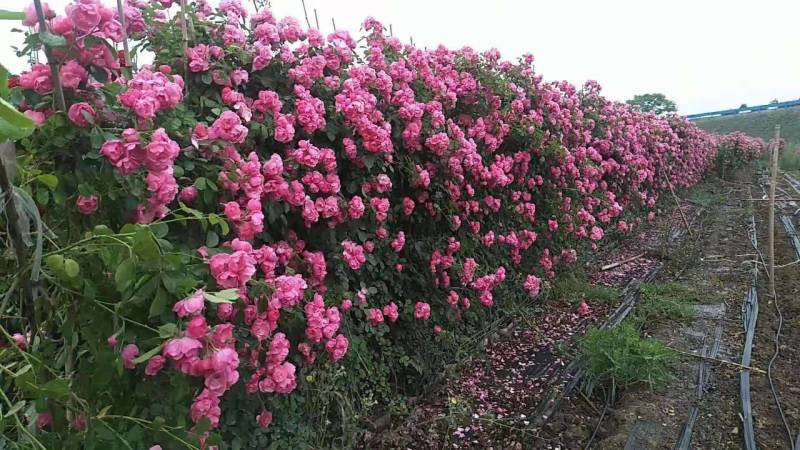 藤本月季爬藤月季常做花墙，花架，走廊，拱门大小规格都有