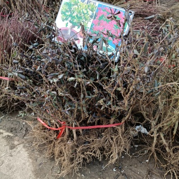 金银花爬藤植物，黄色、红色可选，花量大，好管理