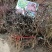 金银花爬藤植物，黄色、红色可选，花量大，好管理