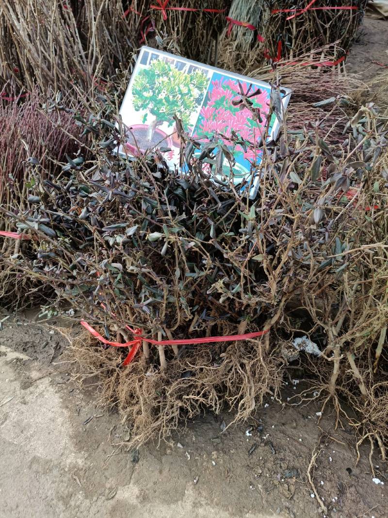 金银花爬藤植物，黄色、红色可选，花量大，好管理
