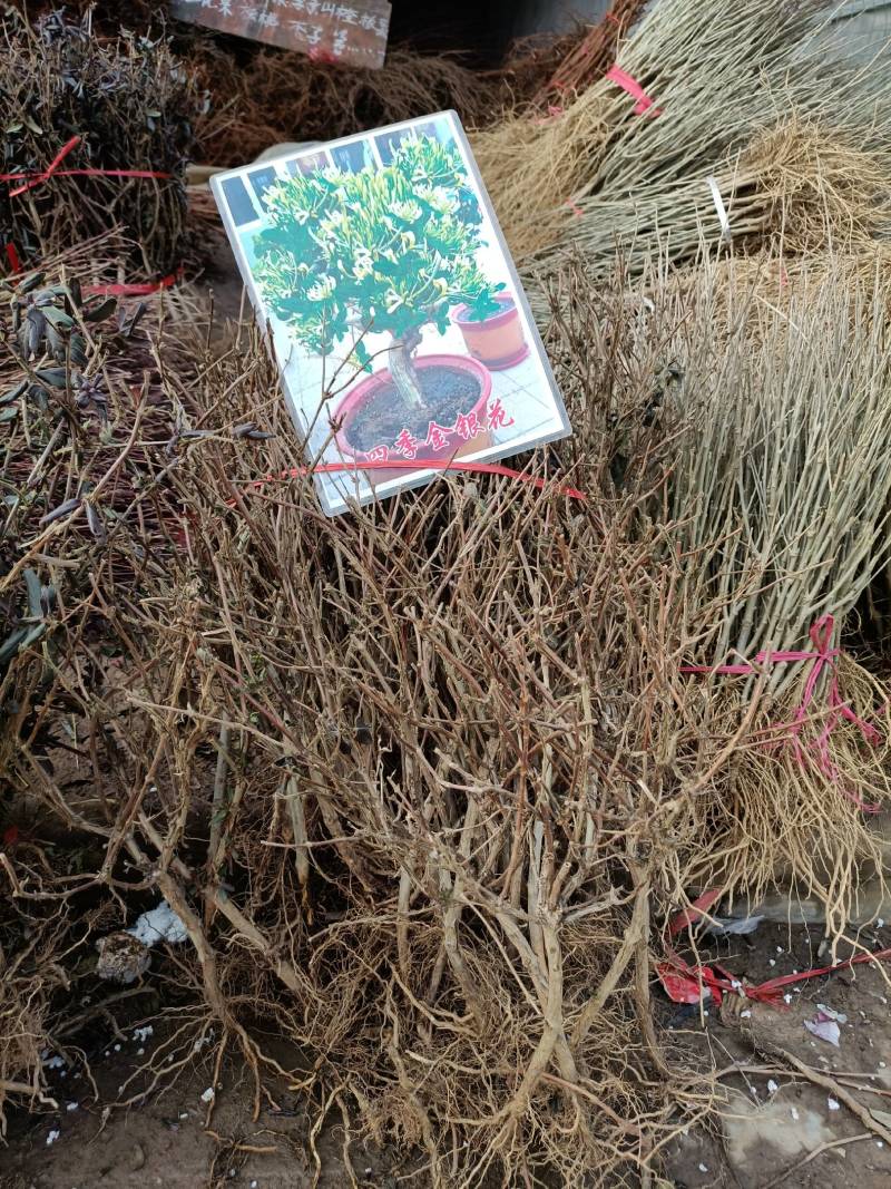 金银花爬藤植物，黄色、红色可选，花量大，好管理