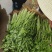 云南芹菜，水洗小芹，50-60分，质量保证，诚信合作
