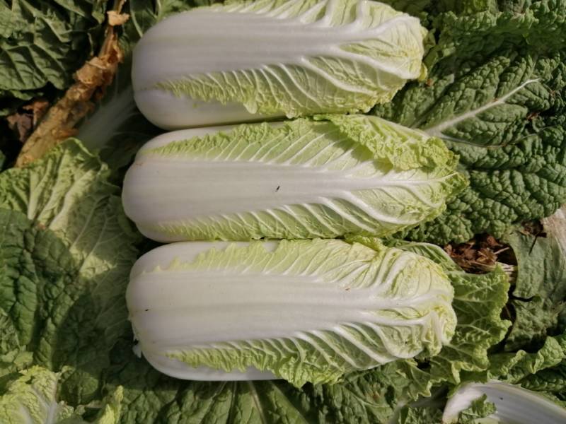 精品娃娃菜，黄心娃娃菜，