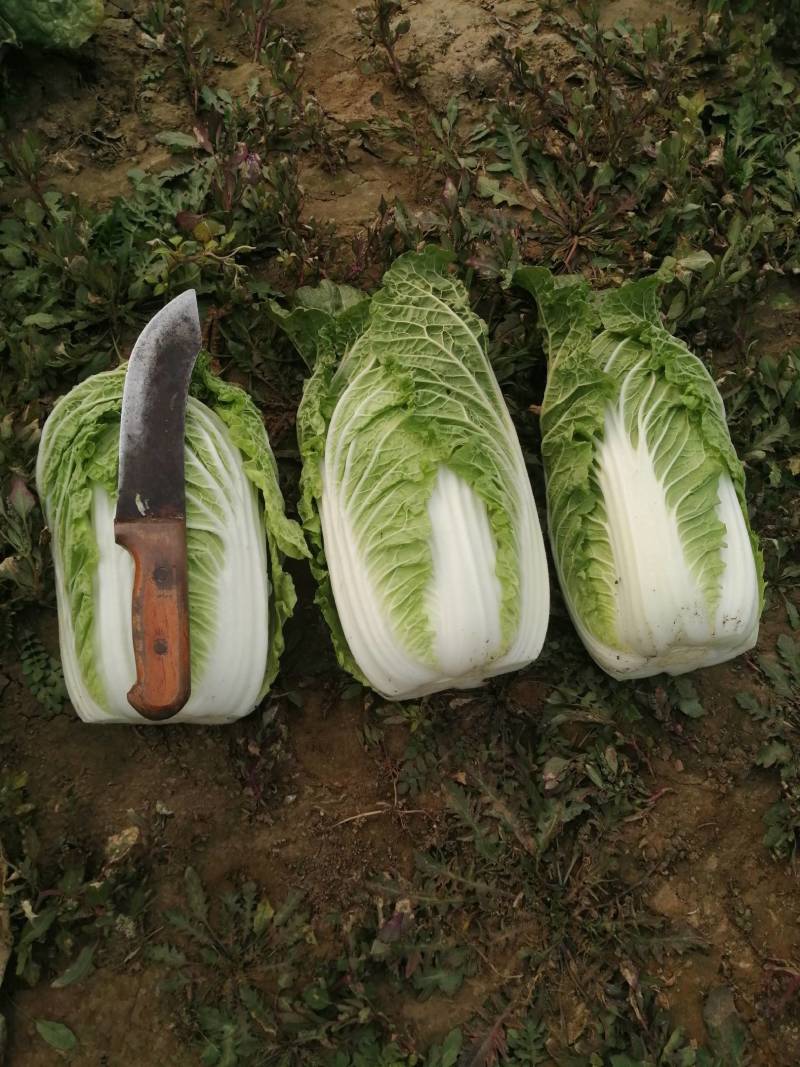 精品娃娃菜，黄心娃娃菜，