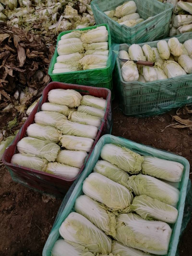 精品娃娃菜，黄心娃娃菜，