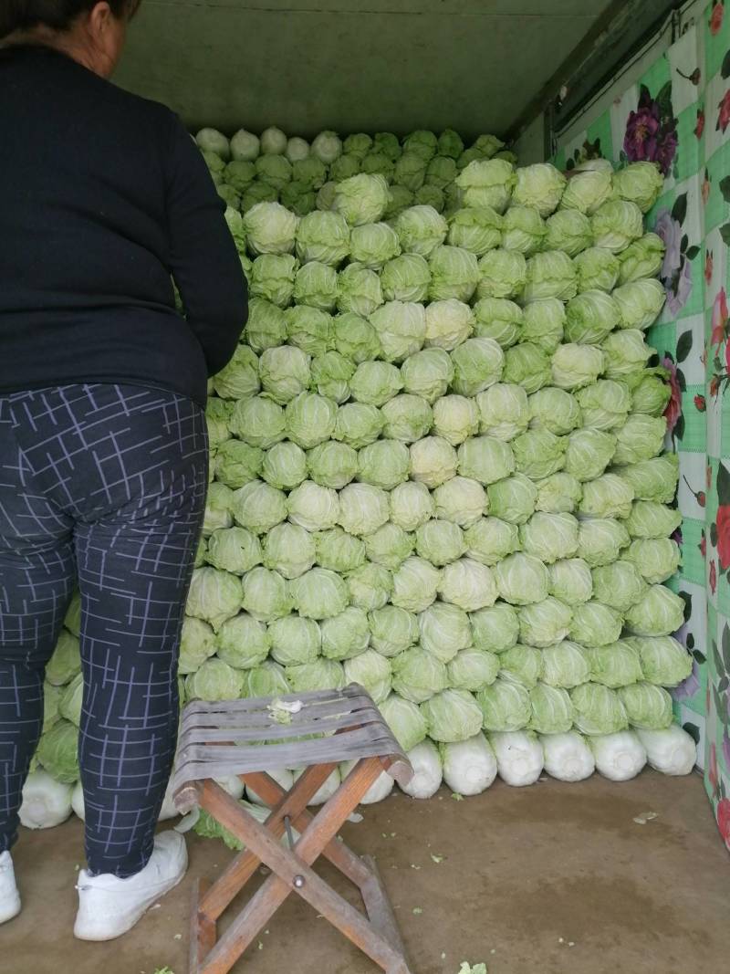 精品娃娃菜，黄心娃娃菜，