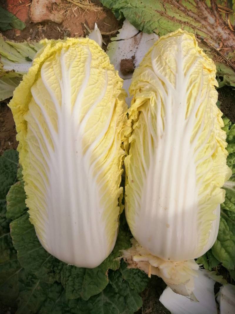 精品娃娃菜，黄心娃娃菜，