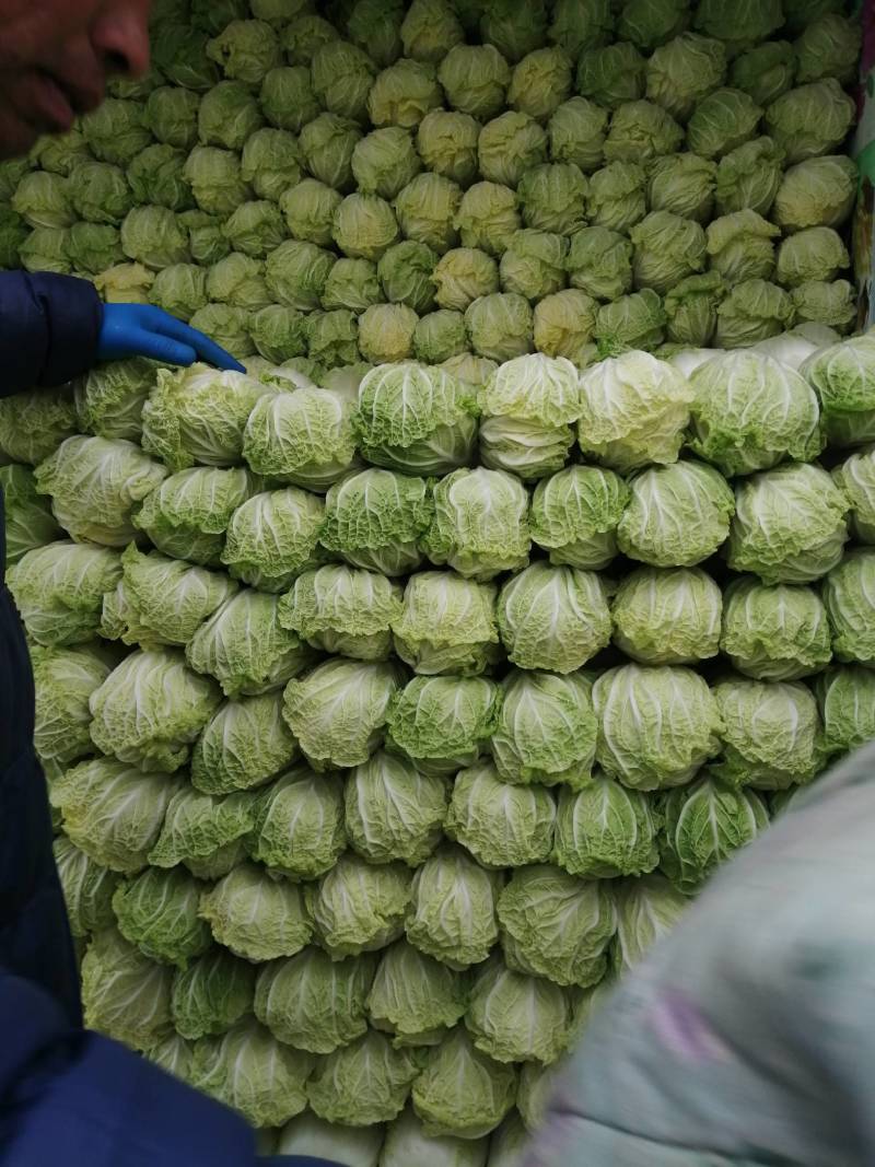 精品娃娃菜，黄心娃娃菜，