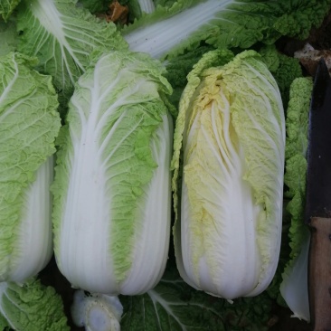 精品娃娃菜，黄心娃娃菜，
