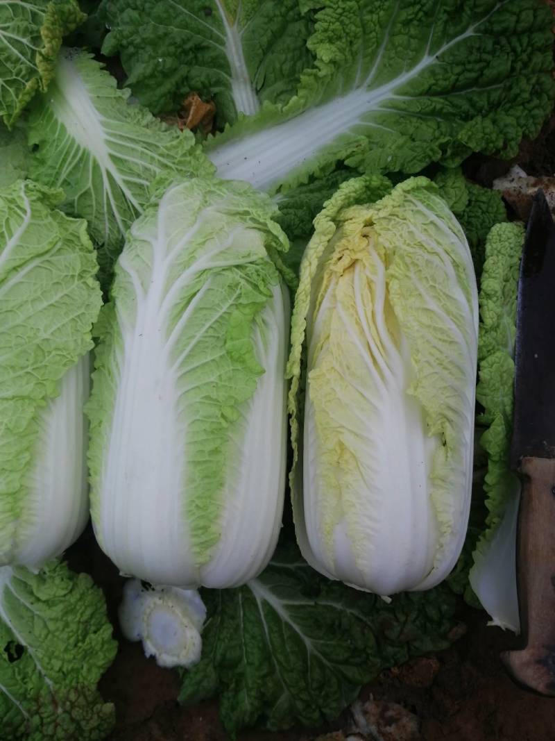 精品娃娃菜，黄心娃娃菜，