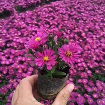 优质荷兰菊价格,荷兰菊专业种植基地