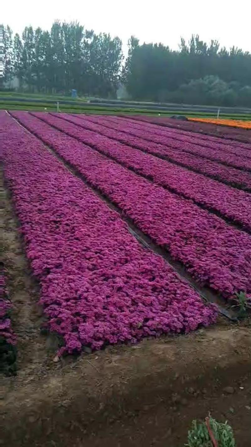 优质荷兰菊价格，荷兰菊专业种植基地