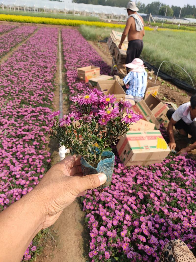 优质荷兰菊价格，荷兰菊专业种植基地
