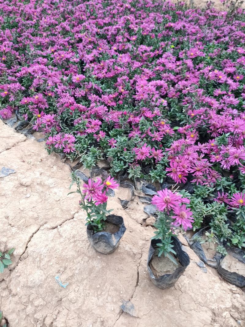 优质荷兰菊价格，荷兰菊专业种植基地