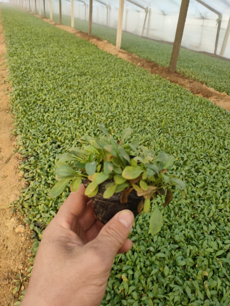 2021大花金鸡菊新价格，优质金鸡菊低价大量供应