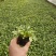 2021大花金鸡菊新价格，优质金鸡菊低价大量供应