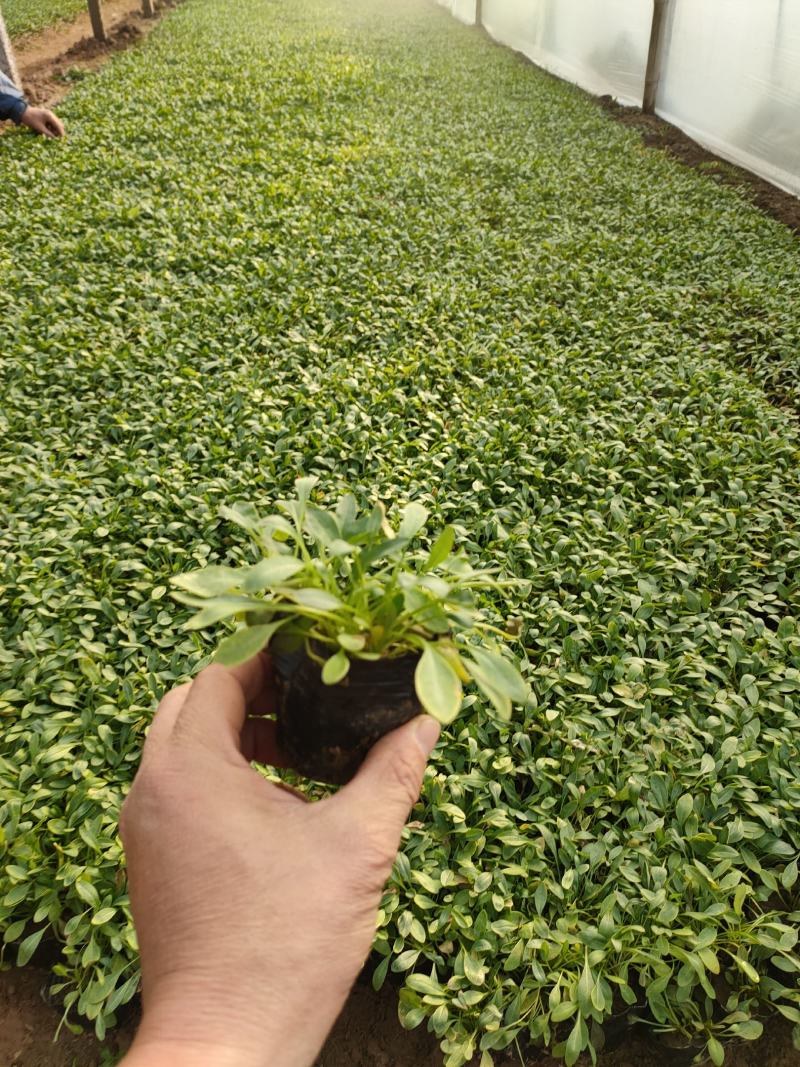 2021大花金鸡菊新价格，优质金鸡菊低价大量供应