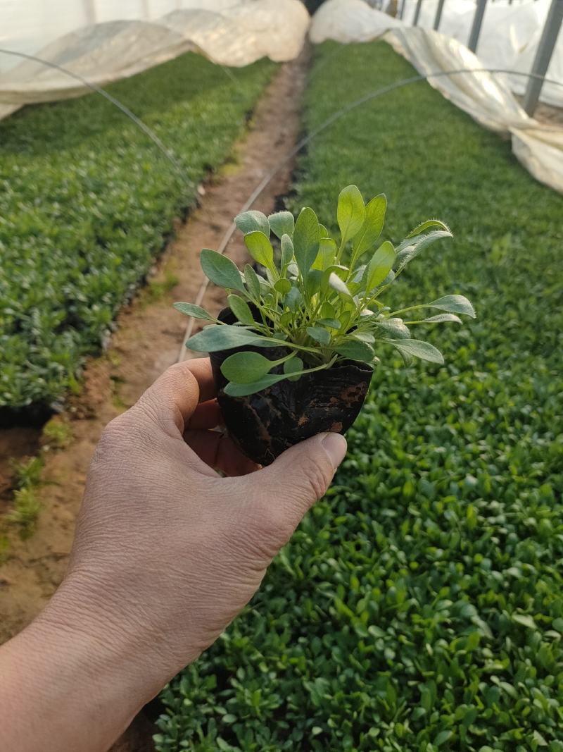 2021大花金鸡菊新价格，优质金鸡菊低价大量供应