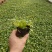2021大花金鸡菊新价格，优质金鸡菊低价大量供应