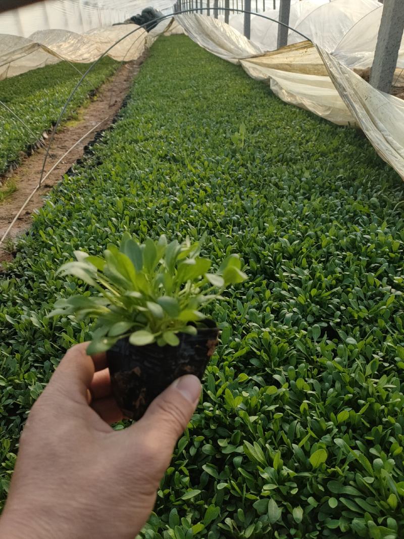 2021大花金鸡菊新价格，优质金鸡菊低价大量供应