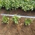 2021大花金鸡菊新价格，优质金鸡菊低价大量供应