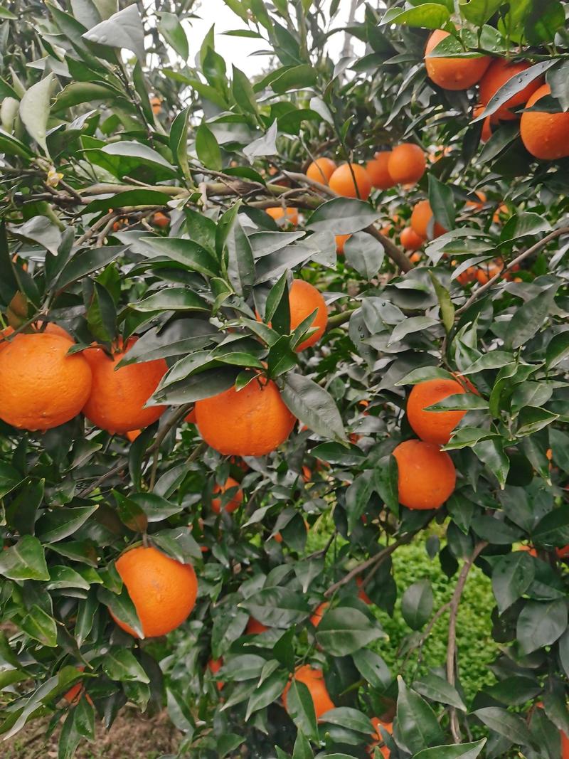 红心橙果园看货，以质论价，看园采摘，农户一手货源