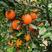 红心橙果园看货，以质论价，看园采摘，农户一手货源