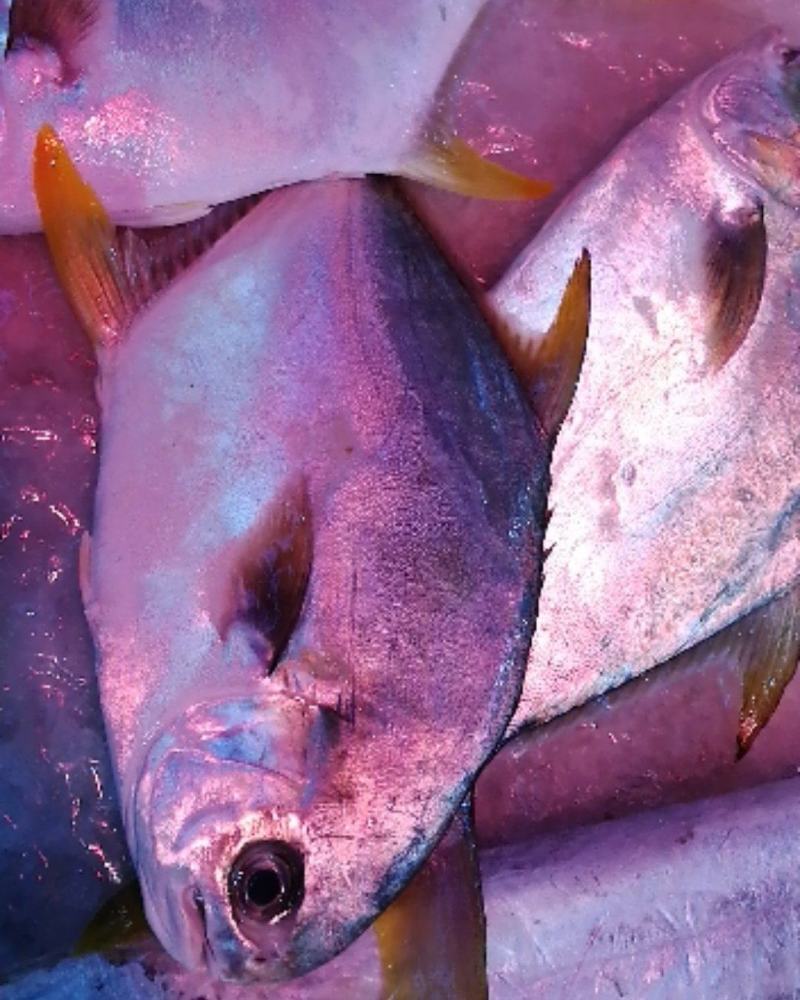 广东产地直销冰鲜金昌鱼活鲜金昌鱼