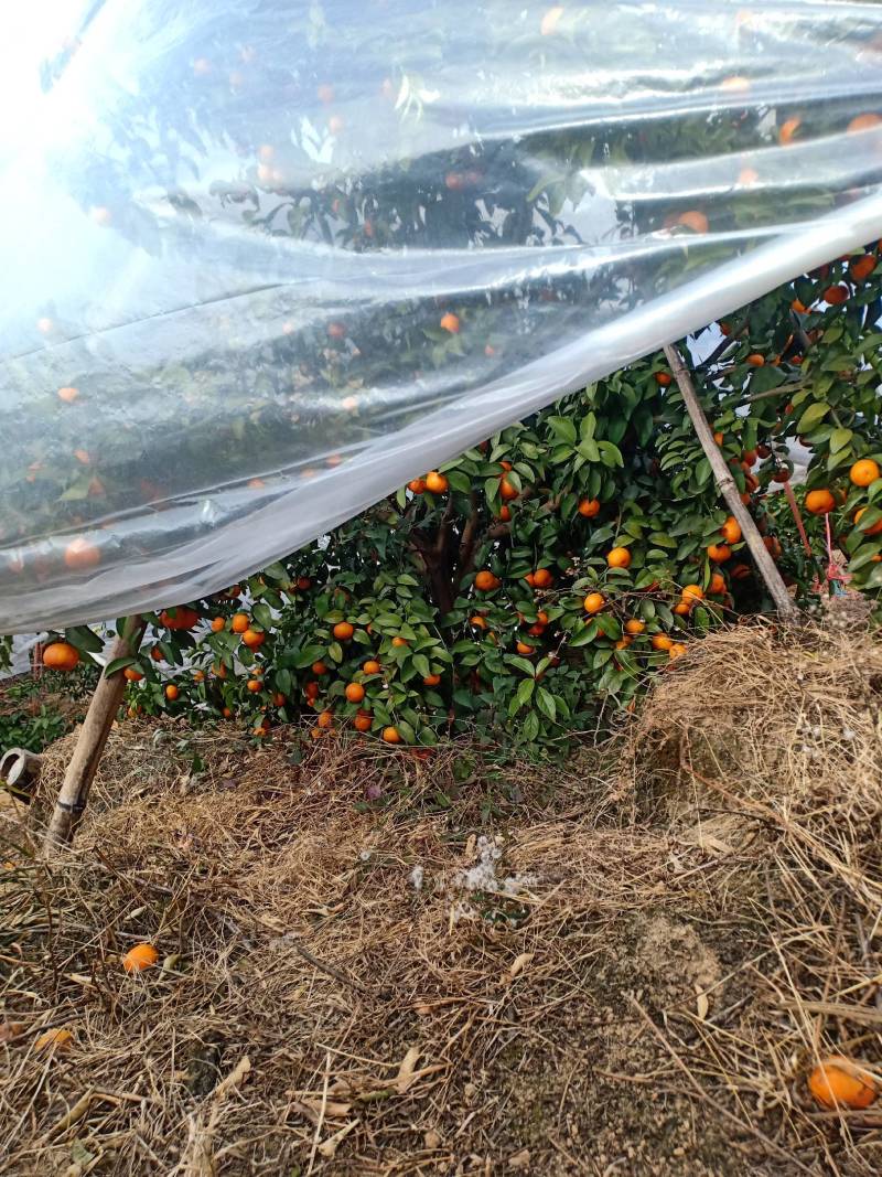沙糖桔产地代办，地头价格，一手货源