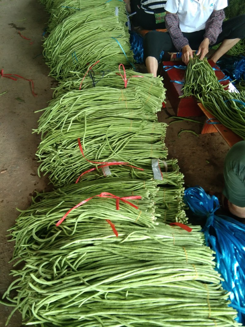 豆角，本地货大量上市，随时都可以联系，以诚信为本