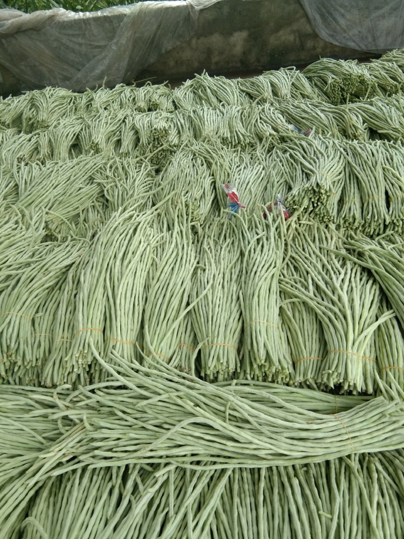 豆角，本地货大量上市，随时都可以联系，以诚信为本
