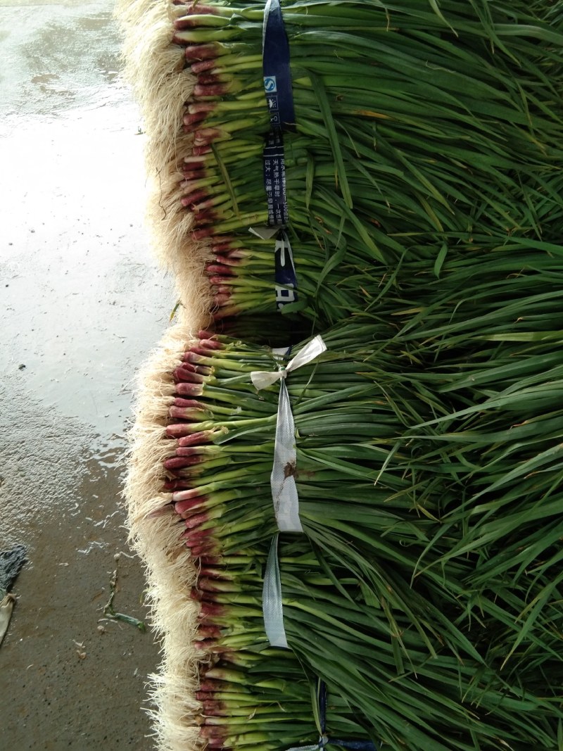蒜苗50~60cm，大量上市，本地货需要的请联系