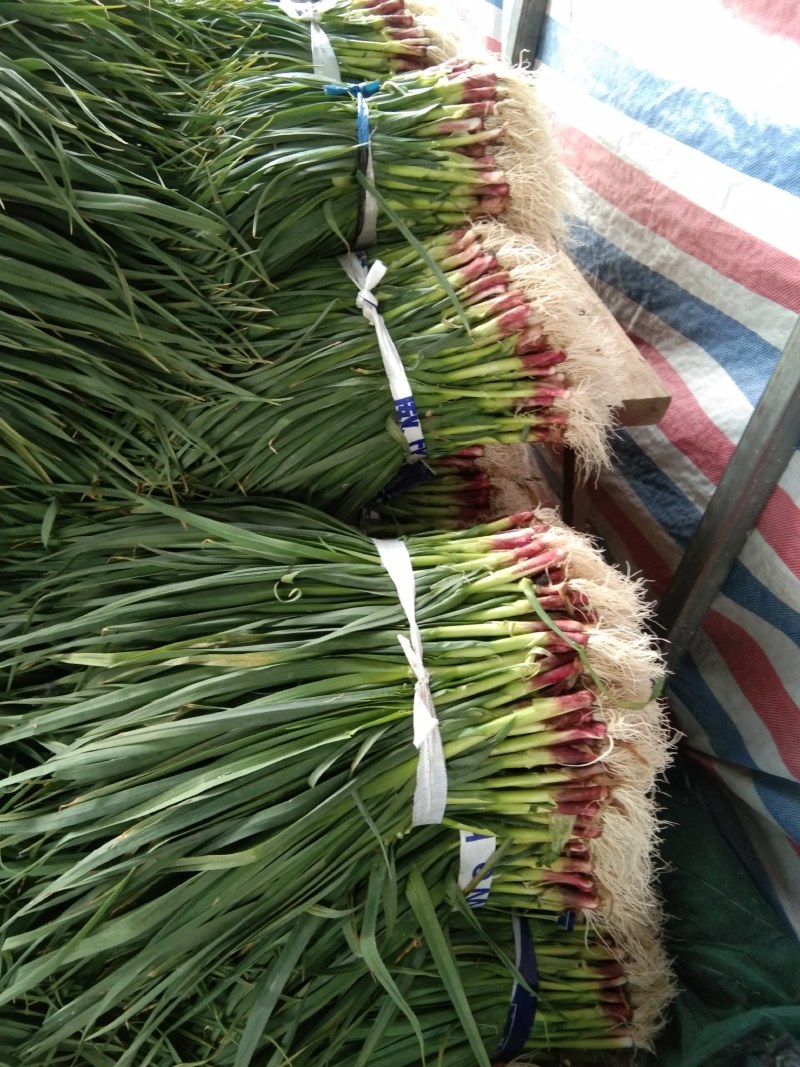 蒜苗50~60cm，大量上市，本地货需要的请联系