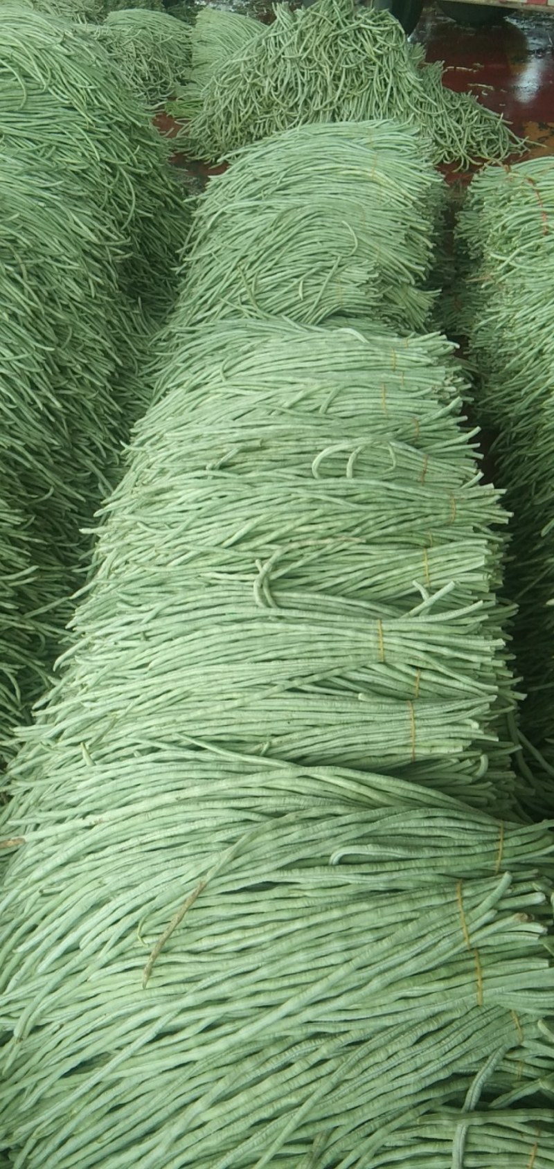 豆角，豇豆。白豆角。大量上市。需要的朋友请联系。