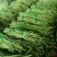 豆角，豇豆。白豆角。大量上市。需要的朋友请联系。