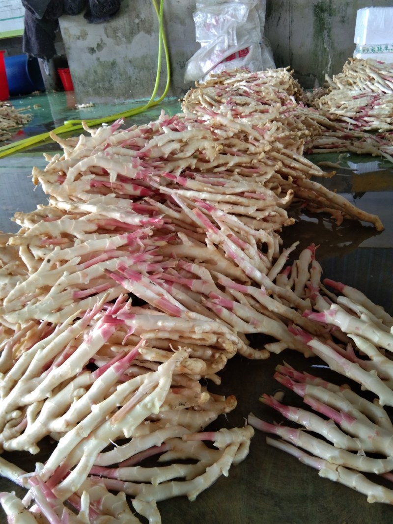 生姜大量上市，漂亮本地货，需要的老板请联系，