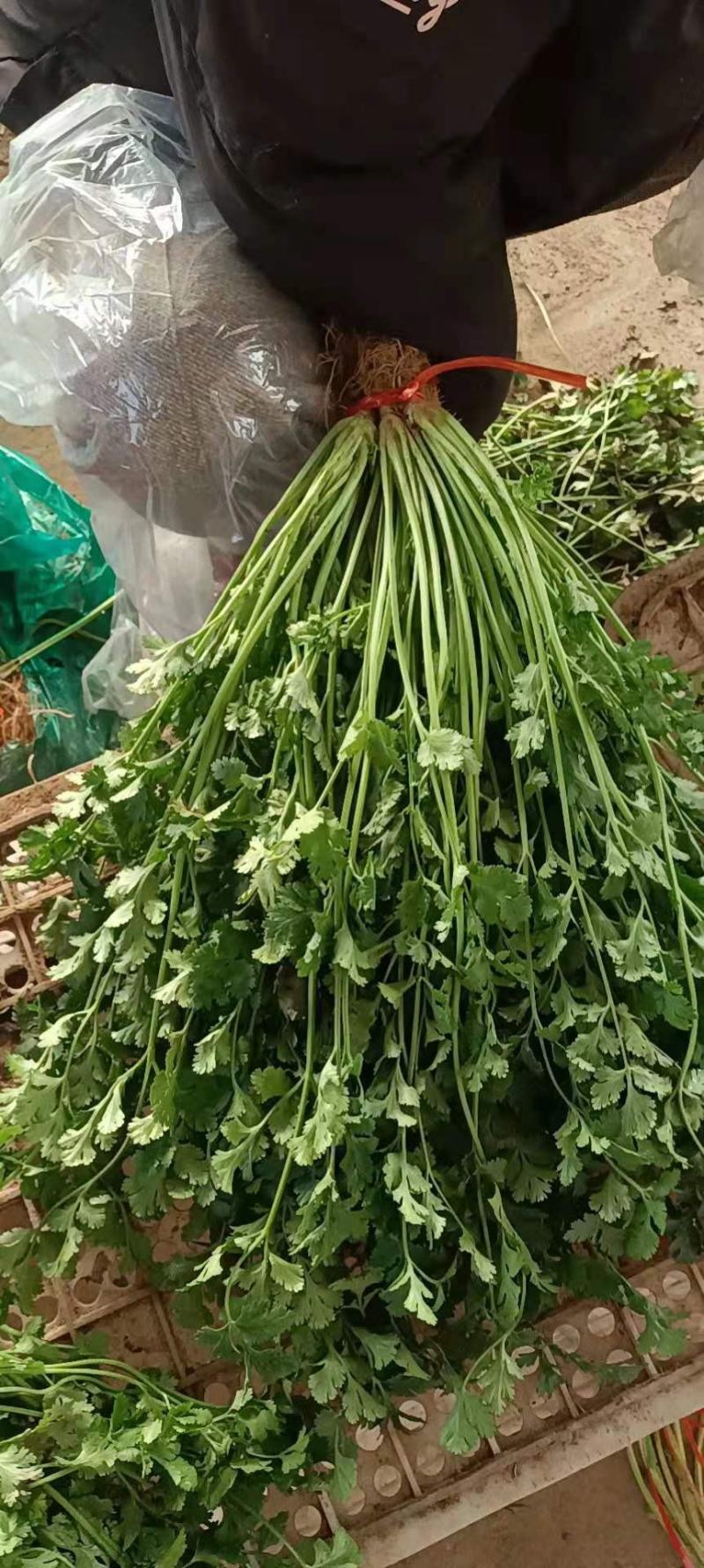 香菜，产地直销，大量供应，大小车随到随装