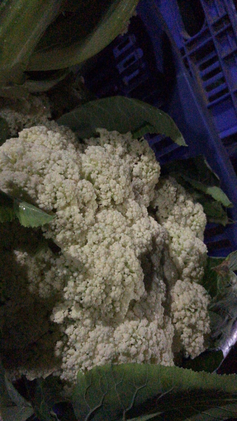 批发精品菜花产地直销