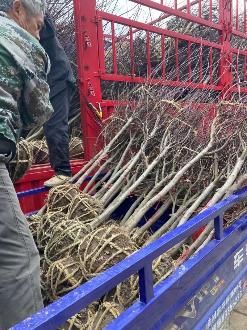 红玉兰规格齐全2～10公分的嫁接红玉兰树苗