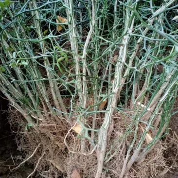 枳壳苗嫁接专用，保湿捆扎，基地直供，根系好成活率高