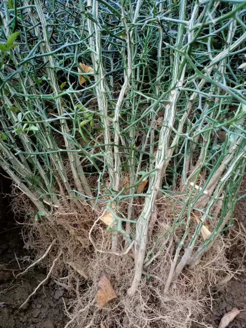 枳壳苗嫁接专用，保湿捆扎，基地直供，根系好成活率高