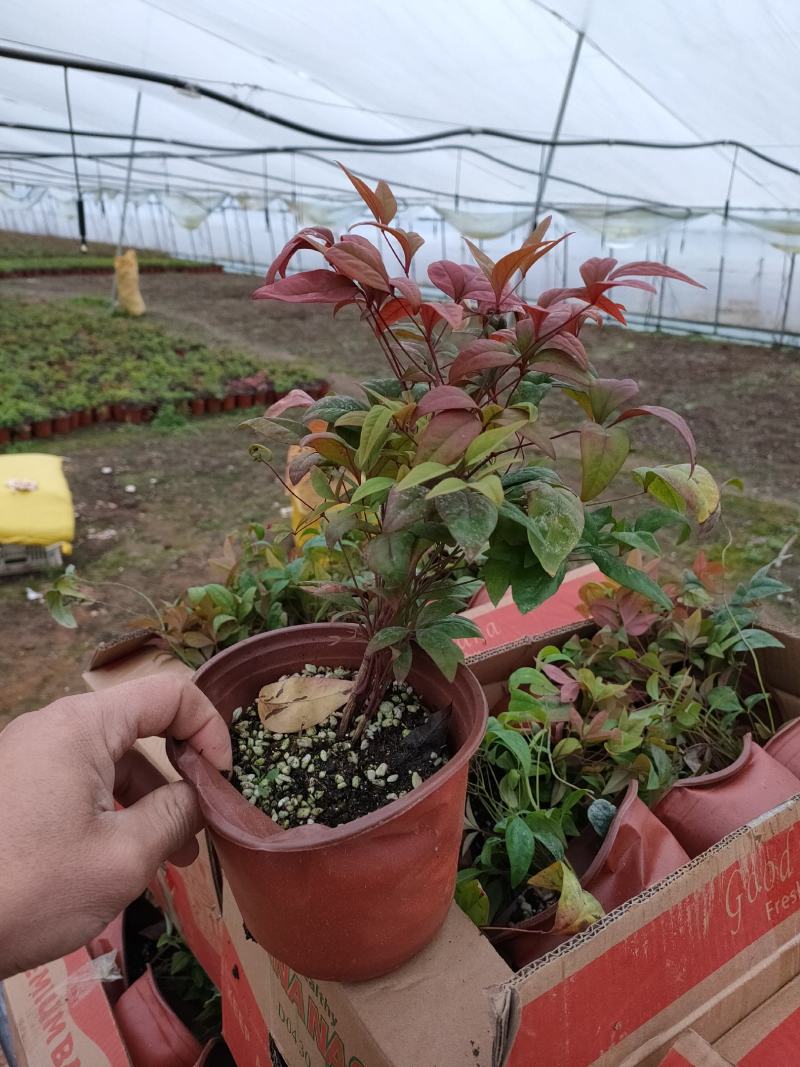 优质火焰南天竹价格，火焰南天竹小苗，火焰南天竹穴盘苗价格